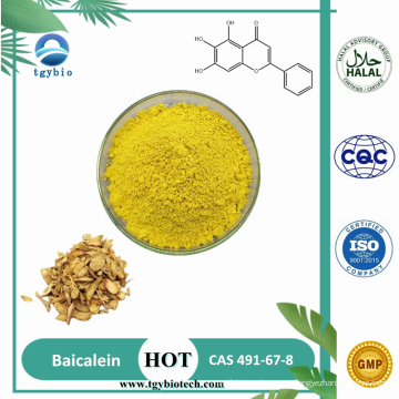 Scutellaria Baicalensis Natural Extrato 98% Baicalein